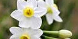 How To Make “Jonquil Perfume” From Extract Of Jasmine