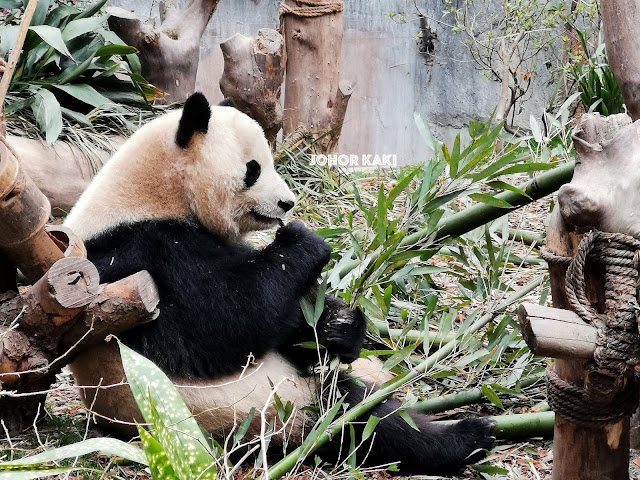 Panda in Sichuan @ Chengdu Research Base of Giant Panda Breeding 成都大熊猫繁育研究基地 🐼