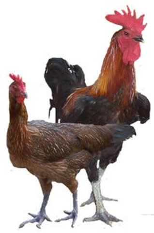 Gambar ayam  Indonesiadalamtulisan  Terbaru 2014