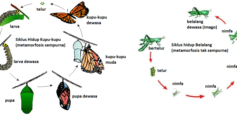 Metamorfosis Tidak Sempurna Ditandai Dengan  Pengertian 