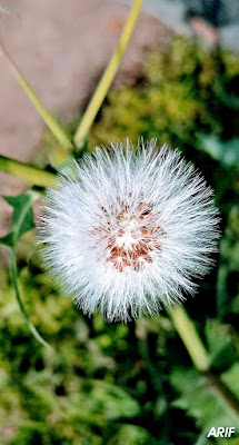 Dandy Dandelion