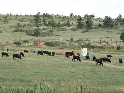 cows aligned north and south