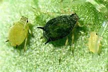 Aphis spp.