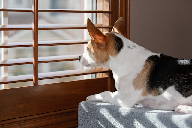 can you really deal with dog separation anxiety