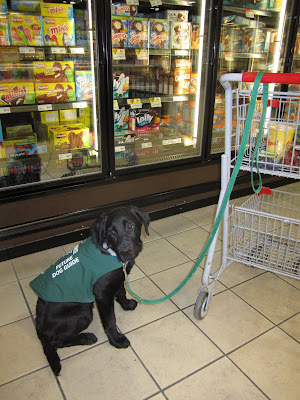 Four month old black lab puppy Romero is sitting in front of one of the freezers in the ice cream aisle at the grocery store. He is wearing his green future dog guide jacket that is starting to get a little small on him. His green leash is looped over the handle of a small grocery cart that contains various containers of fruit. Although this is his first time visiting the grocery store, he looks very non-chalant about the situation.