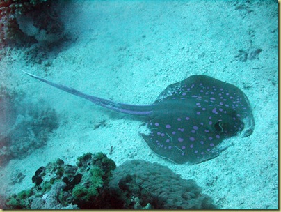 Blue Spotted Ray