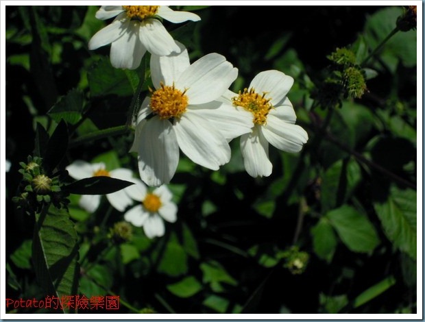 DSCN6217