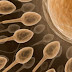 Anti-Aging Drugs Found in Sperm