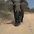 ELEFANTE ESMAGA CAMINHÃO COM MAIS DE 2 TONELADAS EM SAFARI NA ÁFRICA DO SUL