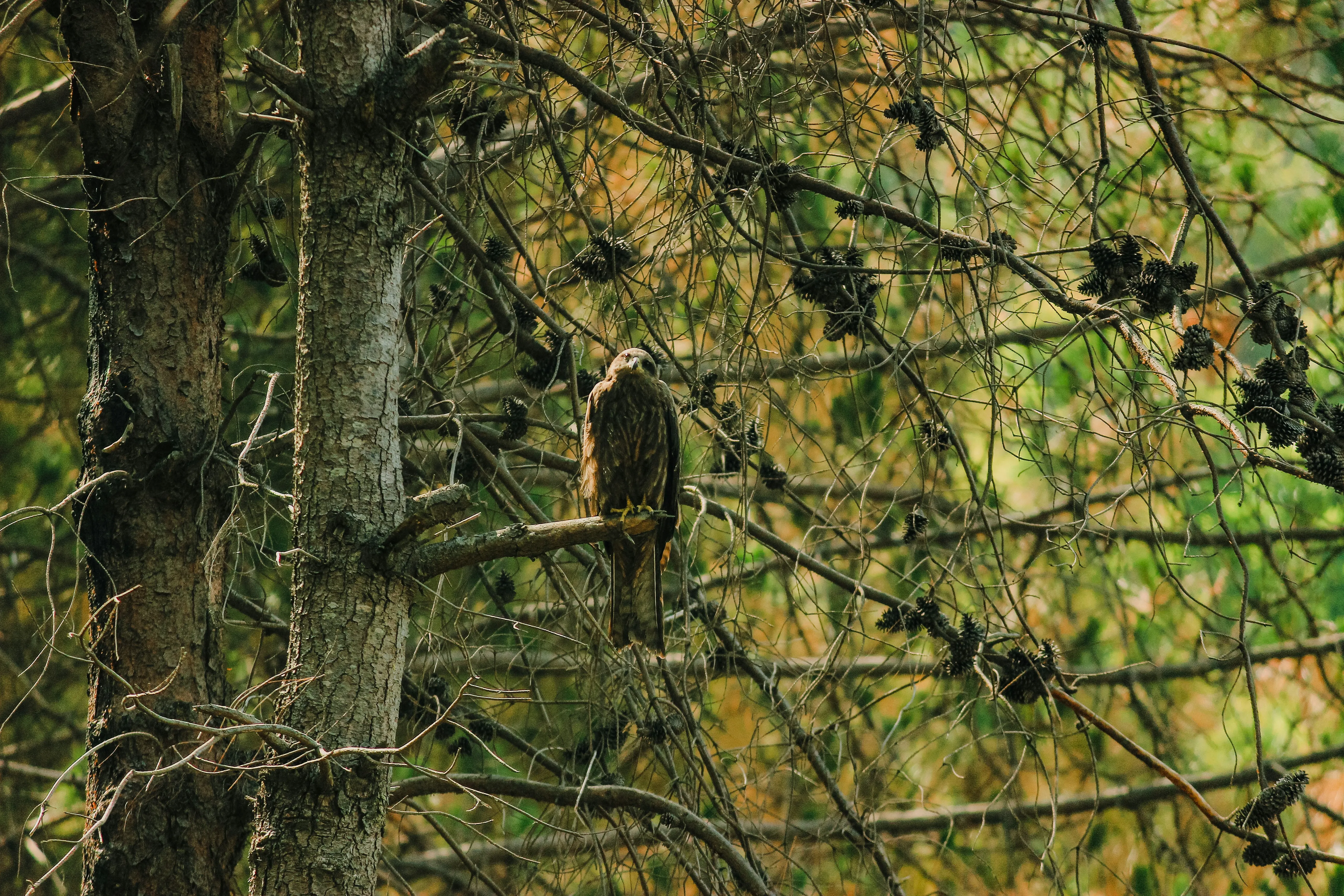 birds in Sundarban