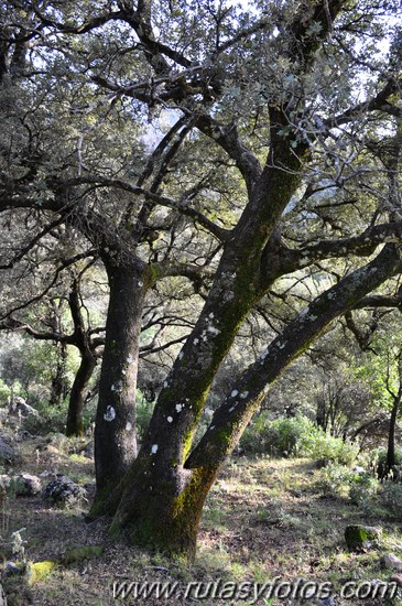 Subida al Pico de los Pinos