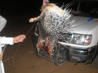 Porcupine