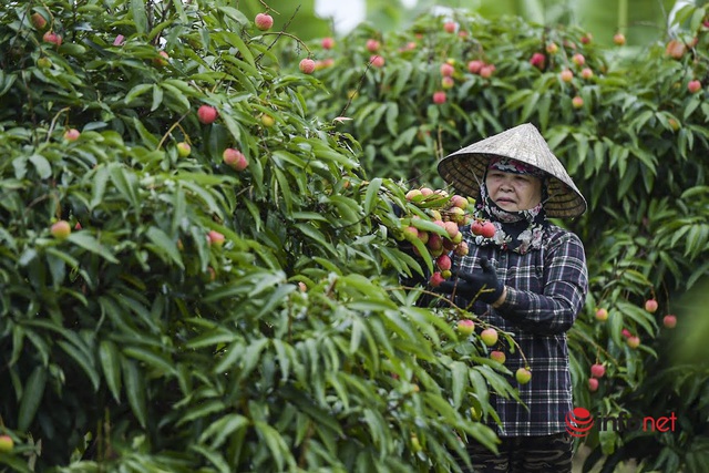 Trồng loại vải <a href=