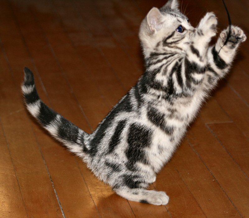 american shorthair tabby