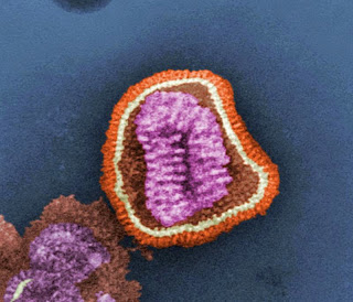 «Virión» o partícula viral de la gripe