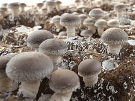 mushroom cultivation, including China mushroom logs
