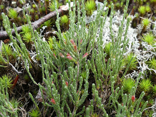 Hudsonie tomenteuse - Hudsonia tomentosa