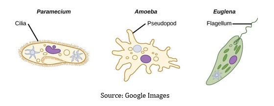 Gambar 4 Macam Kelas Protozoa  Protista Mirip Hewan  Gambar 