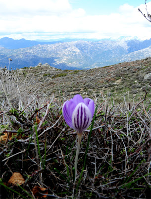 Corse du Sud