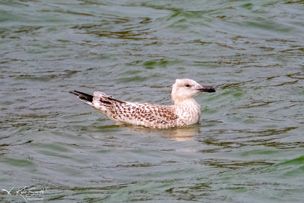 Great black-backed gull