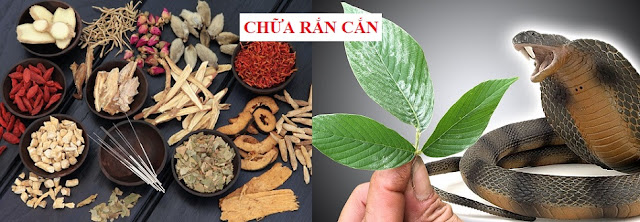 TOA THUỐC ĐÔNG Y CỔ TRUYỀN VIỆT NAM - CHỮA RẮN RẾT CẮN