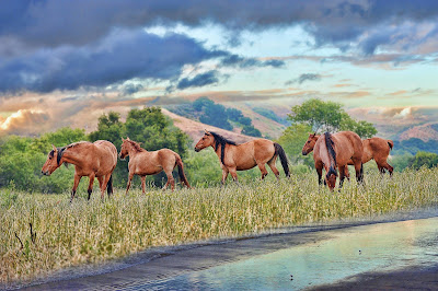 Caballos en los pastizales muy cerca del río