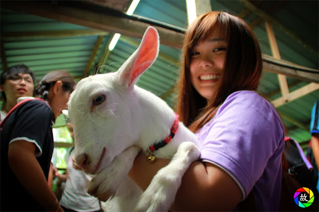 Balik Pulau Saanen Dairy Goat Farm