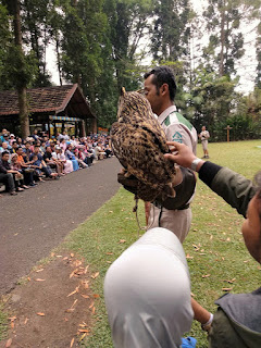 Bird of Prey Show