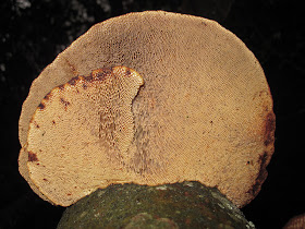 Blushing Bracket, Daedaleopsis confragosa. Underside. On a fallen tree on Hayes Common. 21 December 2011.