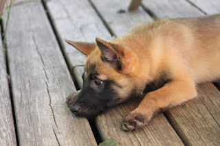 Cute Belgian Malinois Puppies Photos