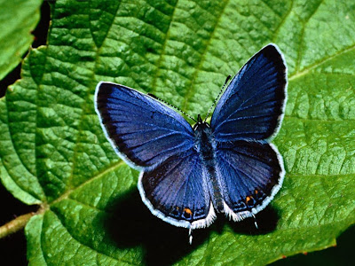 Beautiful Butterfly Normal Resolution Wallpaper 13