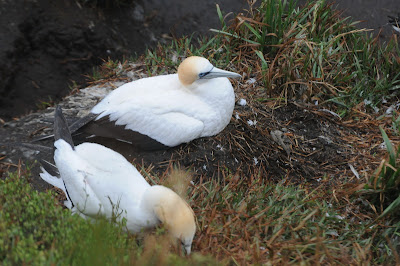 Australasian Gannet (Morus serrator)