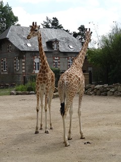 2016.07.31-025 girafes