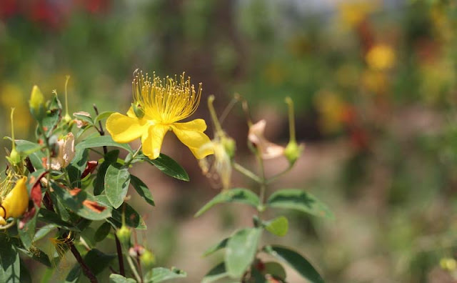 Hypericum Flowers