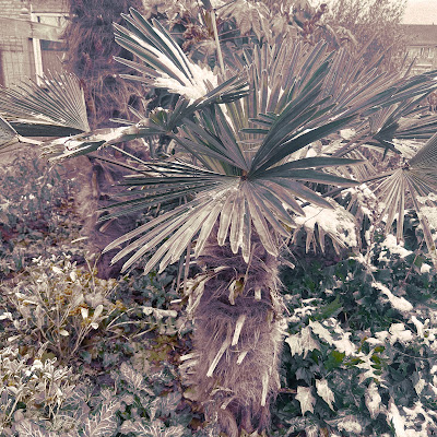 Besneeuwd palmboompje in Zevenaarse voortuin