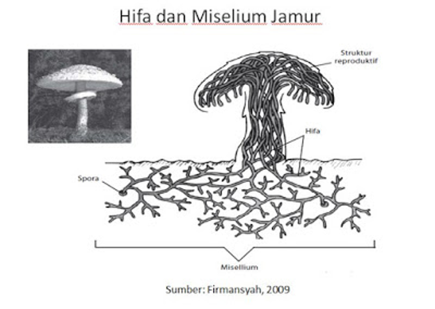 CIRI KHAS KELOMPOK JAMUR YANG MEMBEDAKANNYA DENGAN TUMBUHAN DAN HEWAN ADALAH