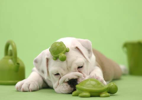 pics of cute puppies and dogs. pics of cute puppies and dogs. pics of cute puppies and dogs.