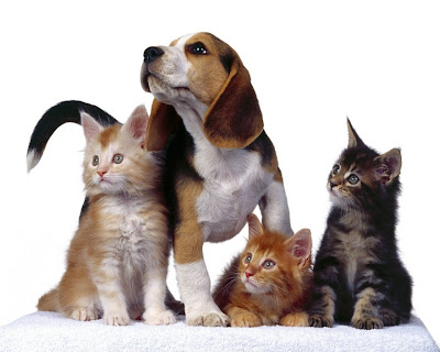 Dogs & Cats Wallpaper Free