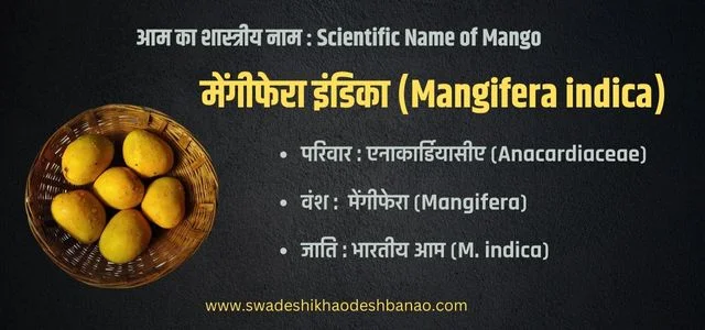 आम का वैज्ञानिक नाम mango ka scientific name