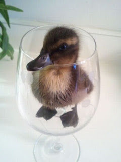 Duck in glass