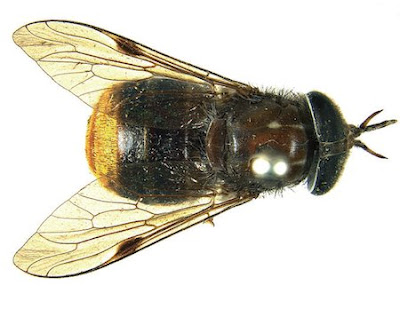 Scaptia (Plinthina) beyonceae