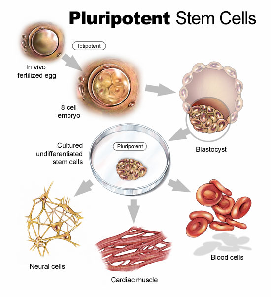 WHAT ARE THE STEM CELLS?-4.bp.blogspot.com