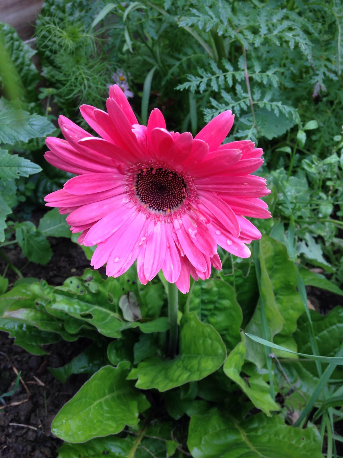 Happy Pink Gerbera