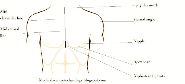 scapula,vertical,nipple,land marks,human body,body,famous landmarks,thorax,wrist anatomy,human anatomy,anatomy,sternum,muscle anatomy,pectoral muscle,2d echo,sternum anatomy,xiphisternal joint,xiphoid,thoracic,thoracic vertebral,thoracic spine,apex beat