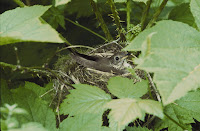 Grey-cheeked Thrush on nest – Kodiak National Wildlife Refuge, AK – photo by Dave Menke, USFWS