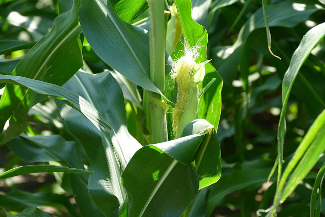 biostimulants microbials corn nutrient nitrogen minnesota