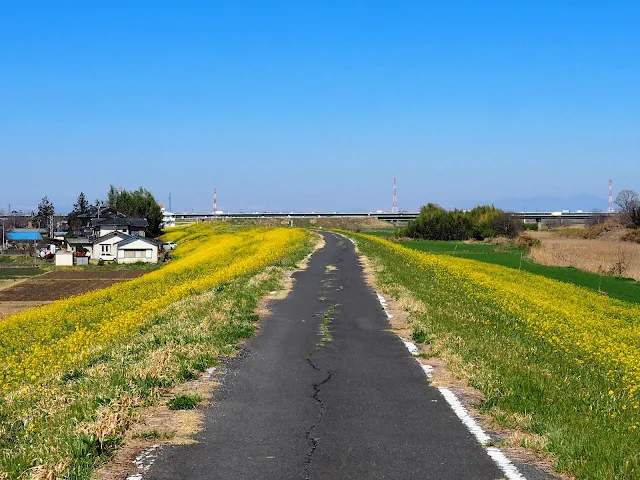 荒川自転車道　菜の花