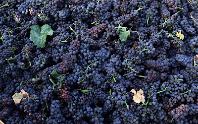 Uvas - Grapes (Wallpaper de 1920x1200px)