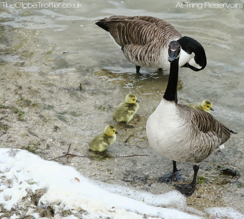 Bird-watching at Tring Reservoirs