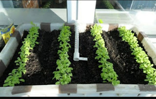 Lettuce seedling care